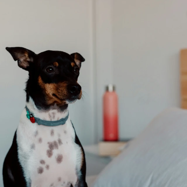 dog in front of a pillow sitting on a bed