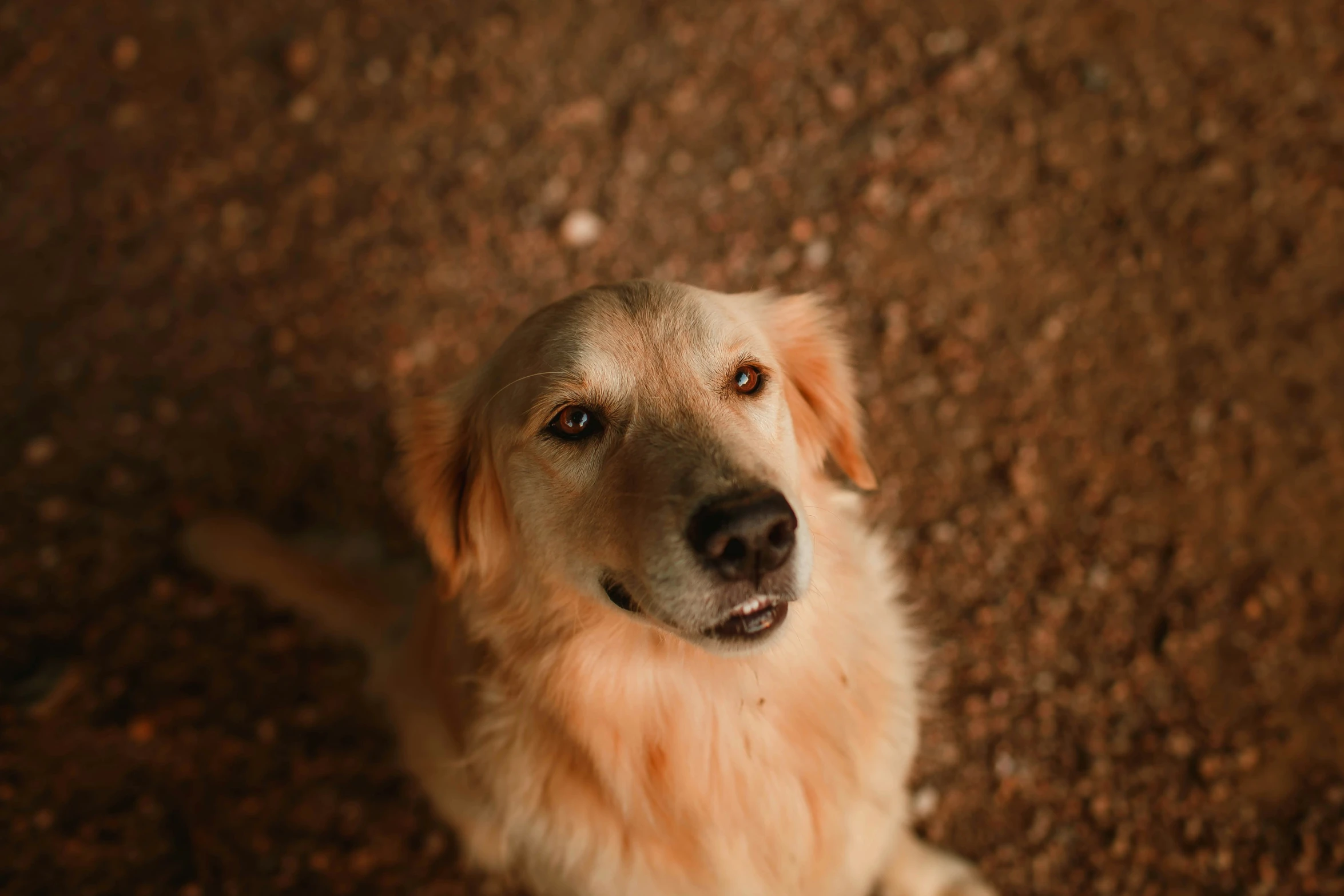 a dog with it's eyes wide open is sitting