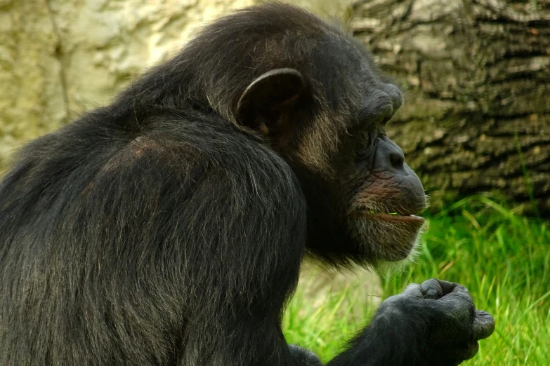 a very young gorilla in the zoo