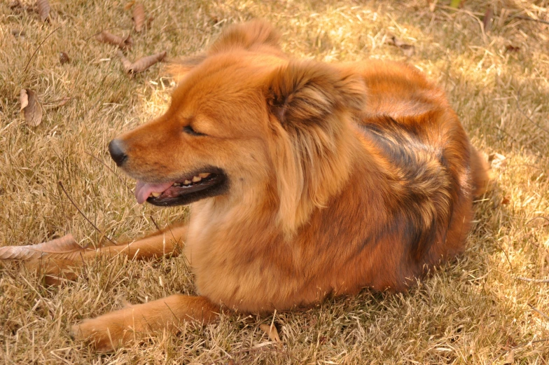 brown dog with his tongue sticking out lying on the grass