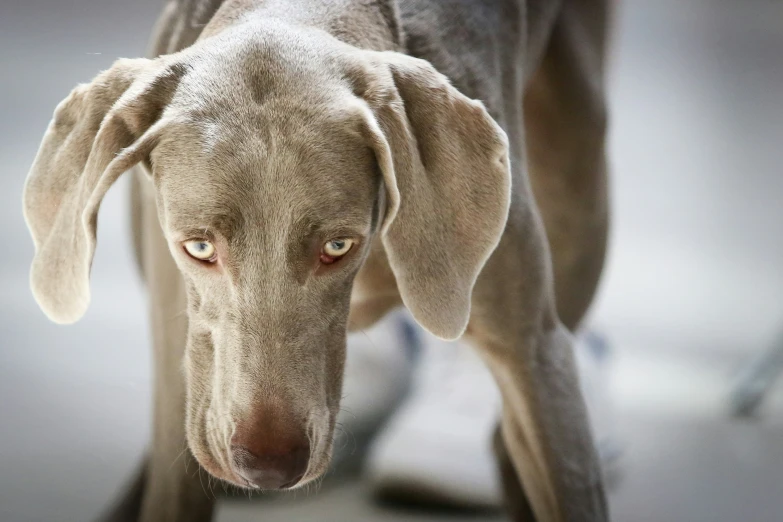 this is a gray dog staring intently into the camera