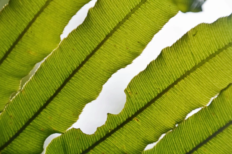 green leaf that has peeling and white spots