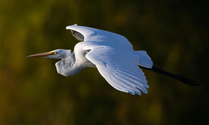 a large bird flying through a forest filled with trees