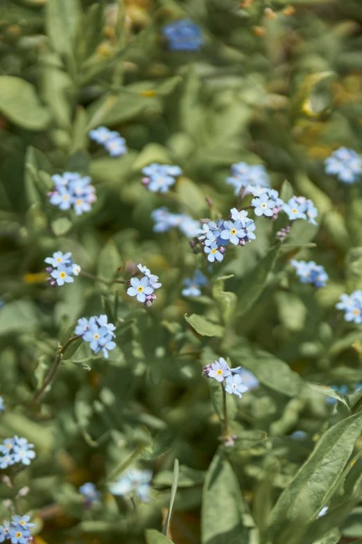 several small blue flowers sitting on top of green plants