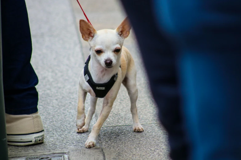 a small white dog with a collar on