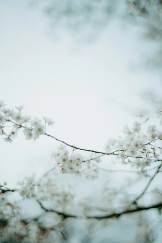 nches are seen with flowers blooming on a cloudy day