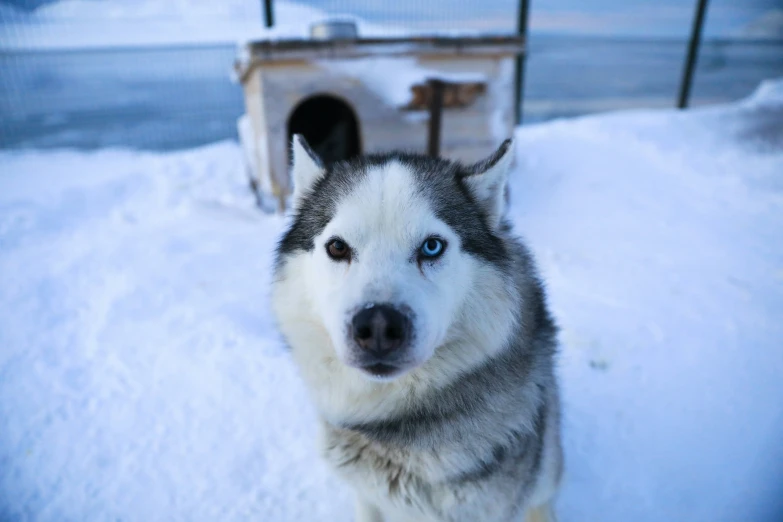 a husky dog with blue eyes in the snow