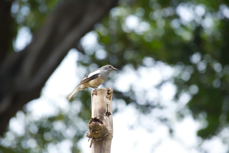 a small bird on a wood post with a seed hanging