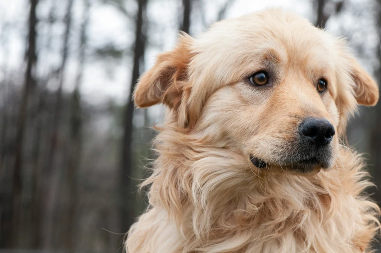 a close up view of a golden retriever dog