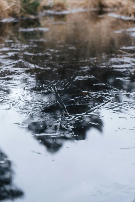 some plants and water with no leaves