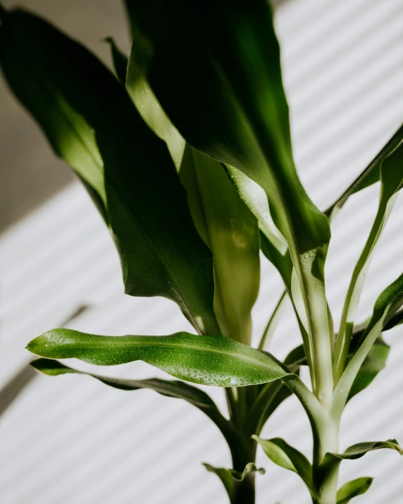 a small plant with green leaves in a white bowl