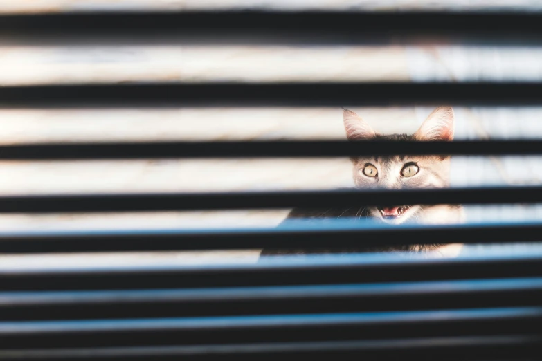 the face of a cat peeking out through some blinds