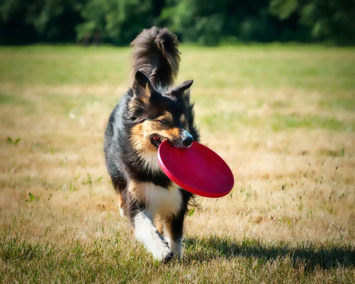 a dog walking in the grass with a frisbee