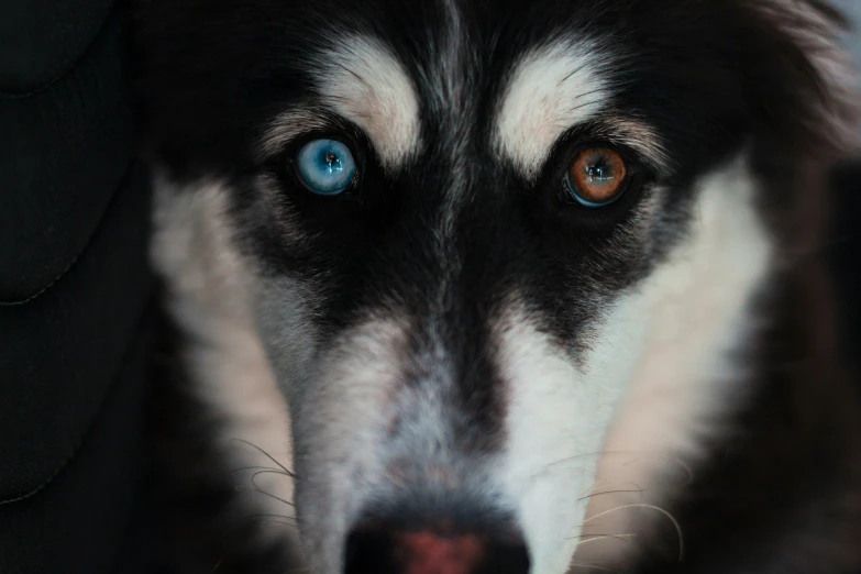 a black and white dog's face with blue eyes