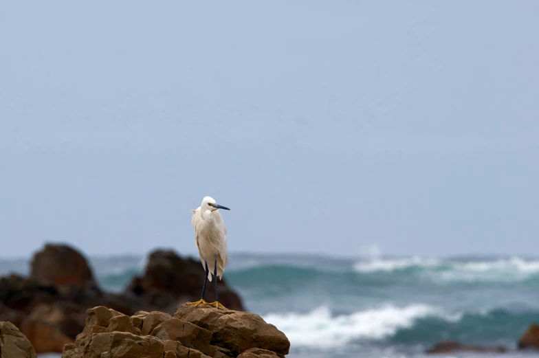 white bird standing on rock looking out to sea