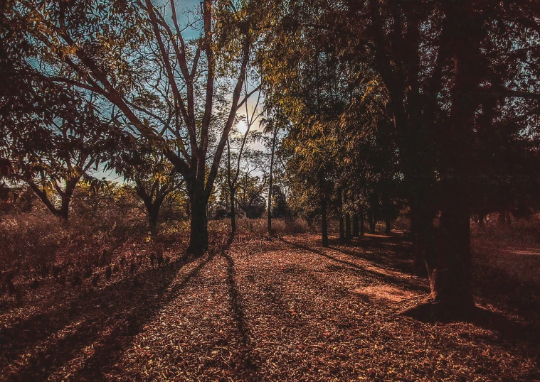 a tree lined street with fallen leaves, some sun rays streaming through