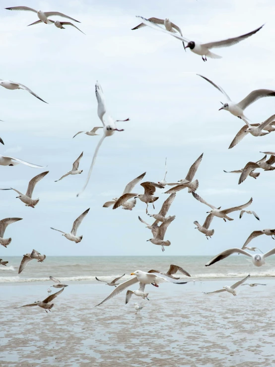 a flock of seagulls flying around the ocean