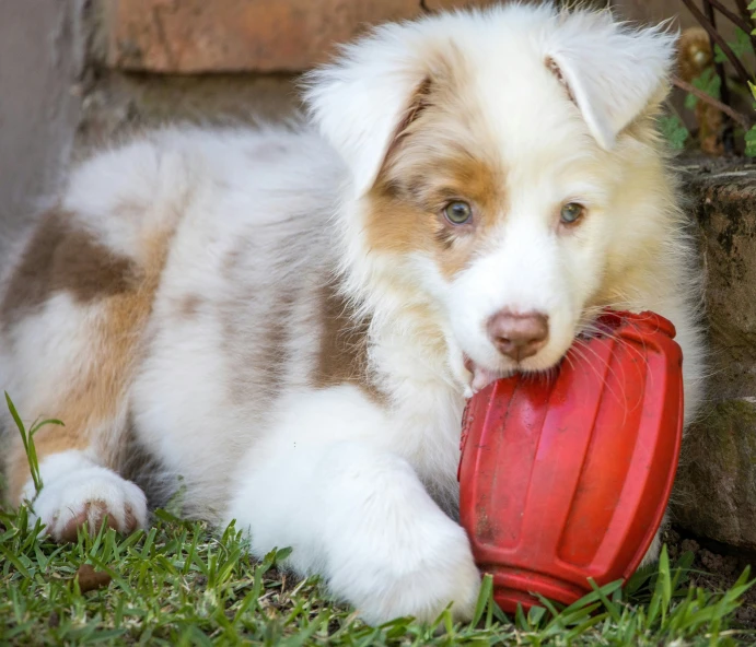 a puppy chewing on a frisbee in the grass