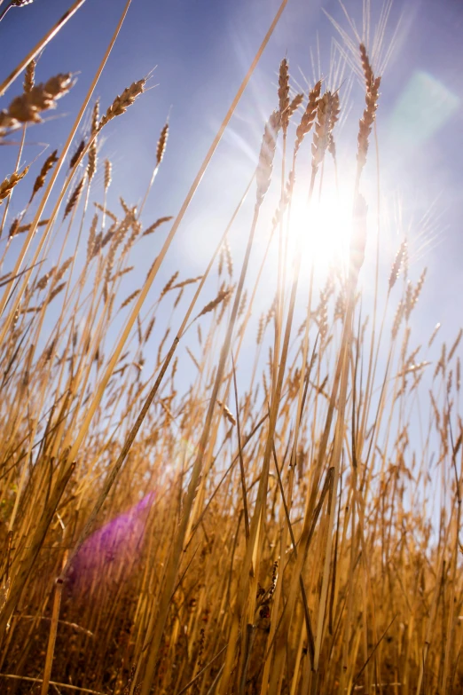 some yellow grass that is in the sky