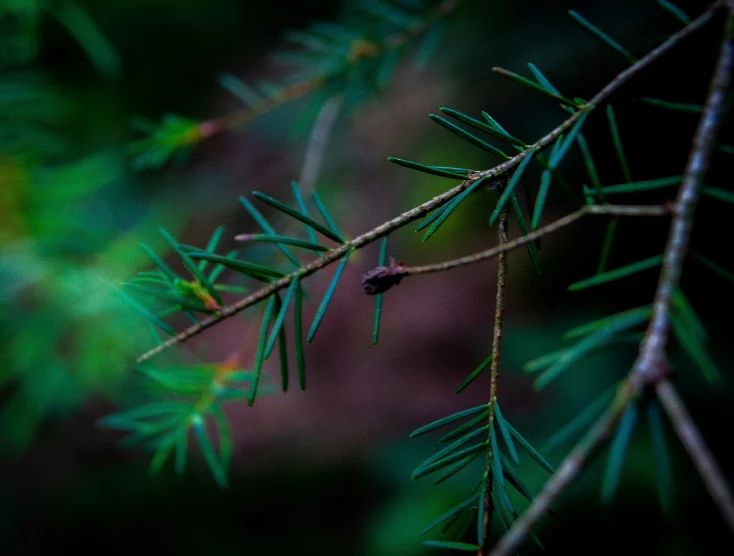 green pine nch with thin needles