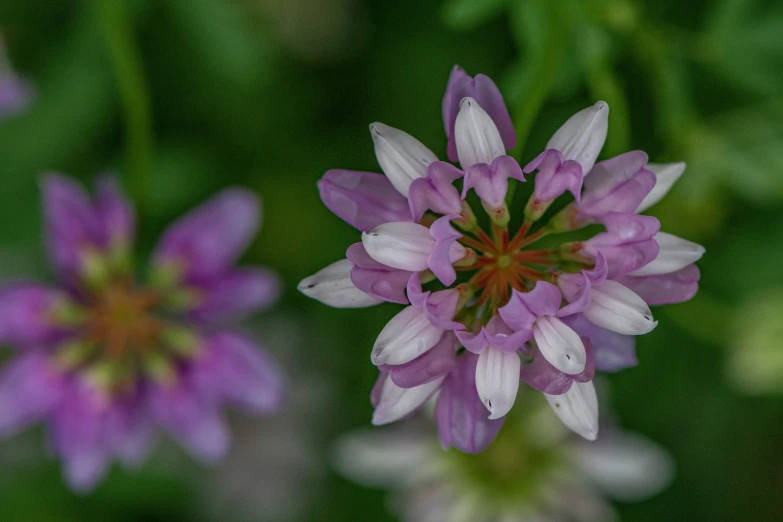 a purple flower with some brown centers in the center