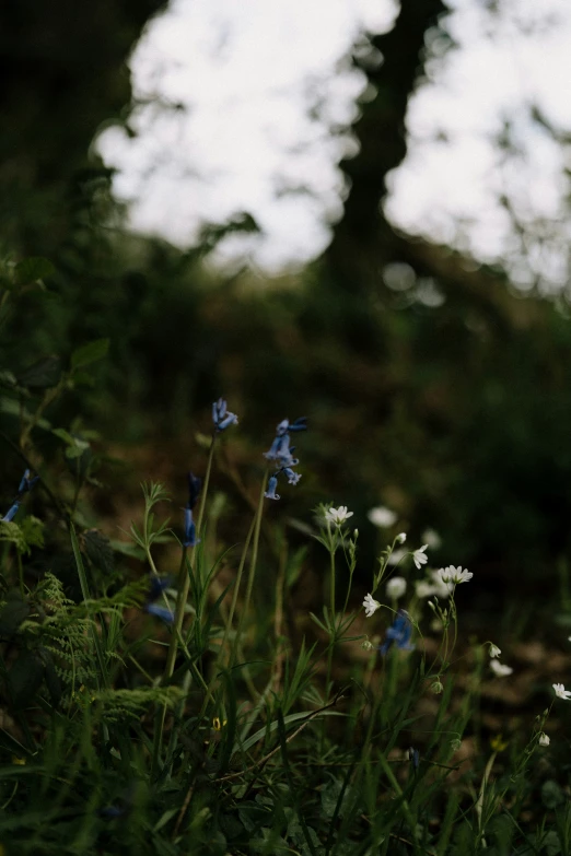 a bunch of blue and white flowers sitting in a field