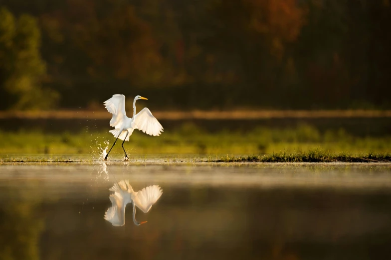 the white bird is dancing by itself on the water