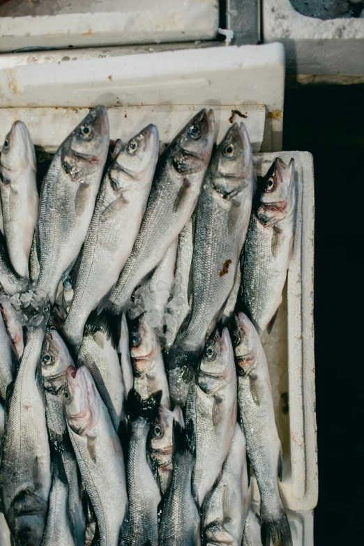 there is a batch of fish being sold in the fridge