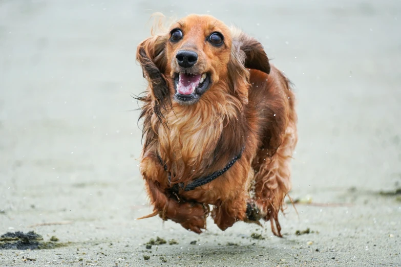 a brown dog runs along the beach with it's mouth open