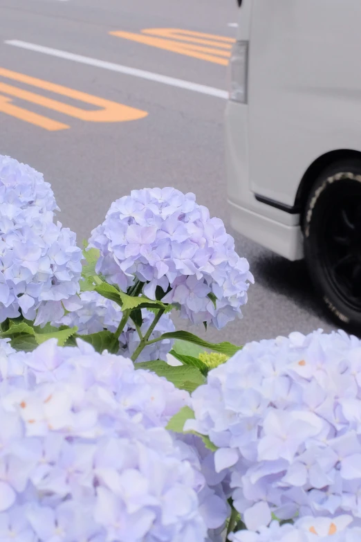 some flowers in front of a white car
