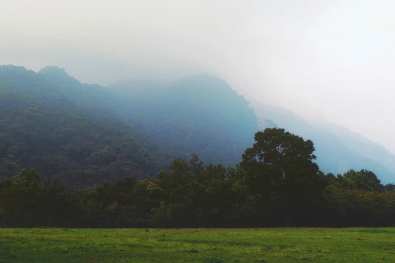 fog hovers in the background as cows graze in a pasture