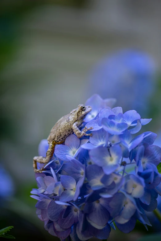 a frog sits on the back of a bunch of blue flowers