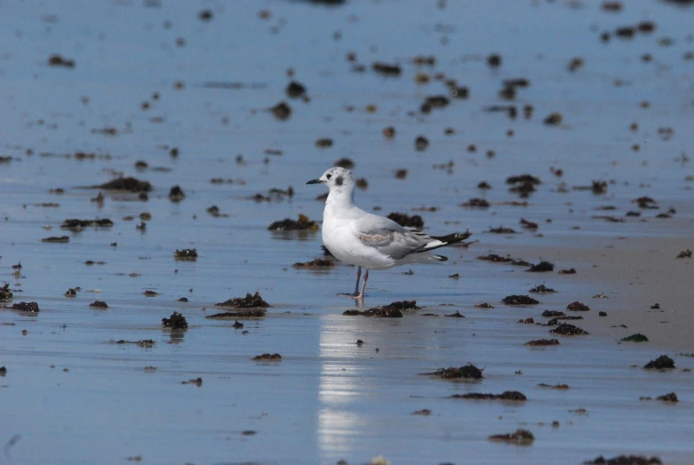 a seagull on the beach has seaweed and is staring back