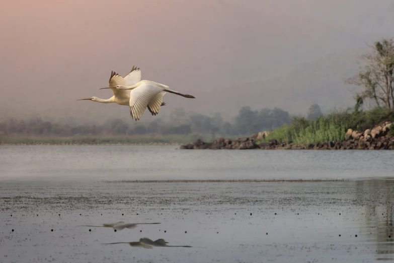 two ducks flying low over water and a land