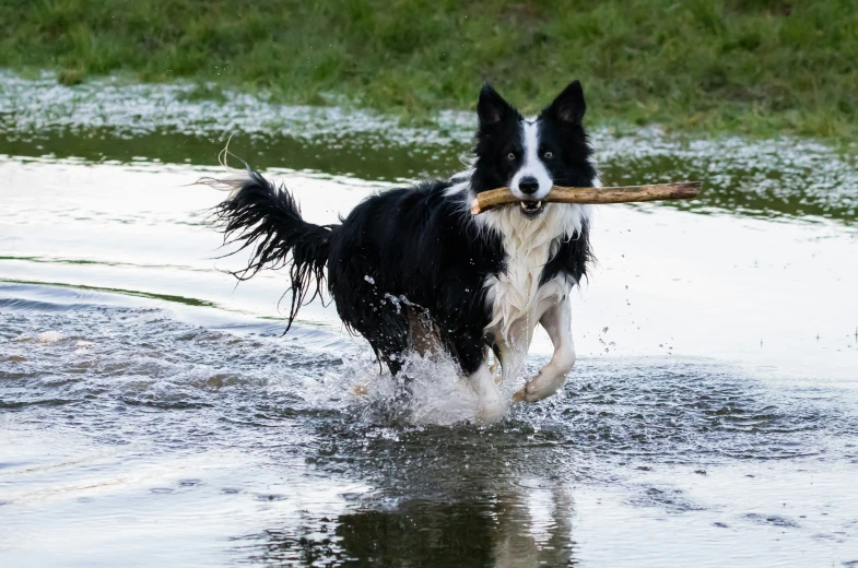 a dog walking across a wet river holding a stick