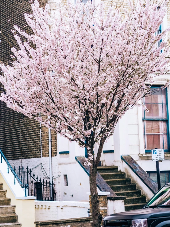 pink flowers are blooming near a tree