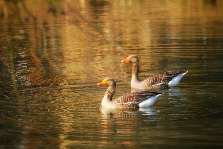 two ducks floating on top of the water next to each other