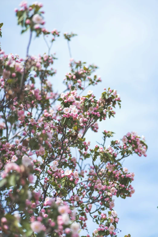 the leaves and pink flowers of a tree are blossoming