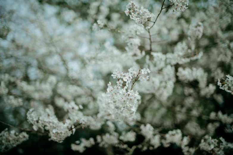 a picture of a bunch of small white flowers