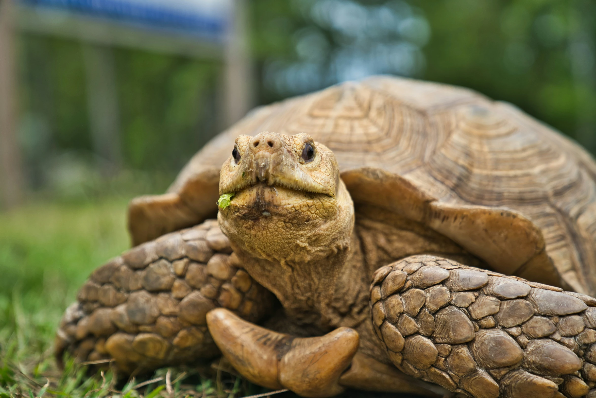 a tortoise is eating grass on the lawn