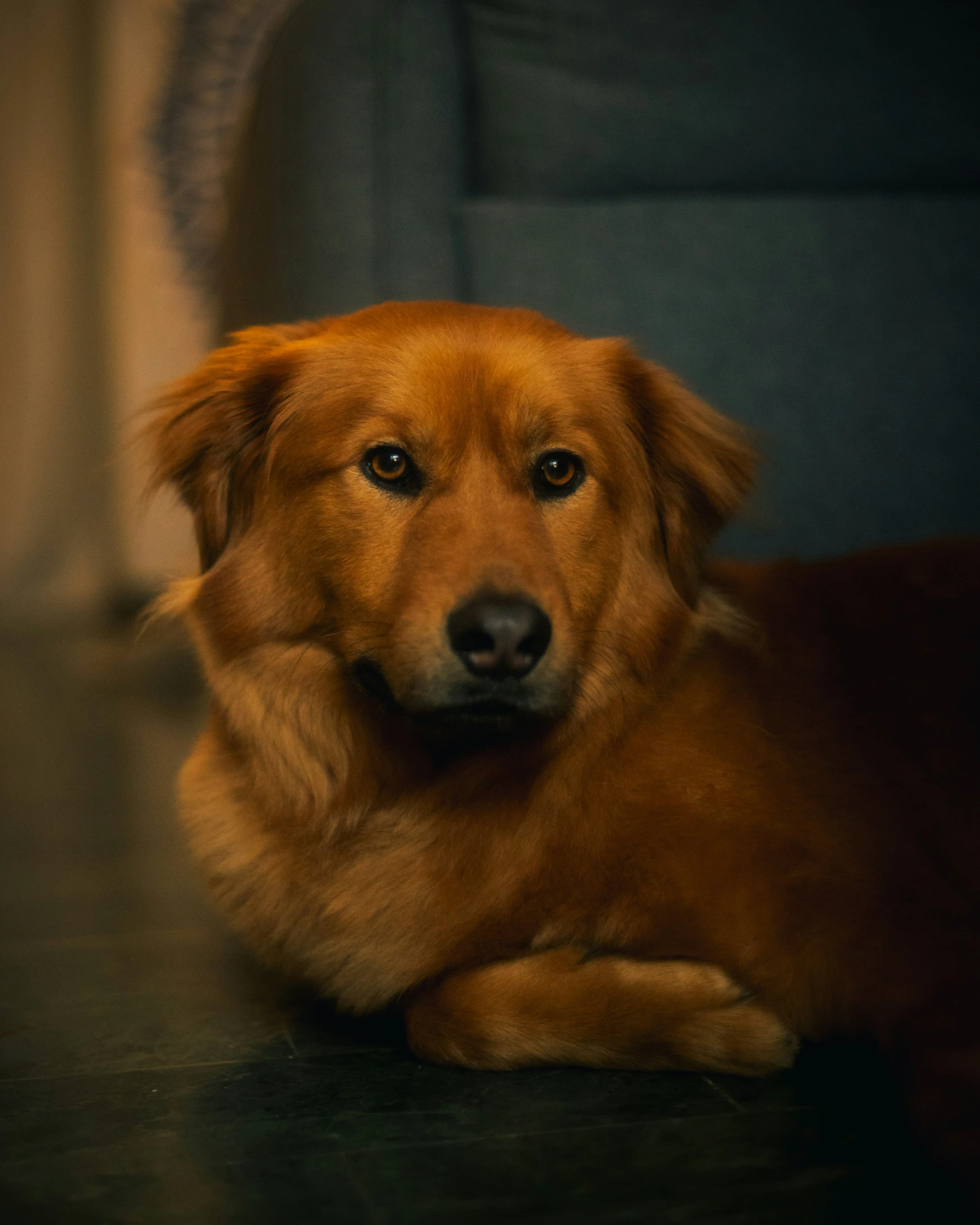 a brown dog laying on the ground in front of a grey couch