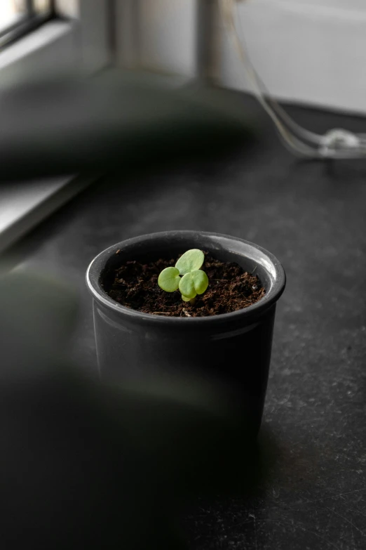 small potted plant sits on a table