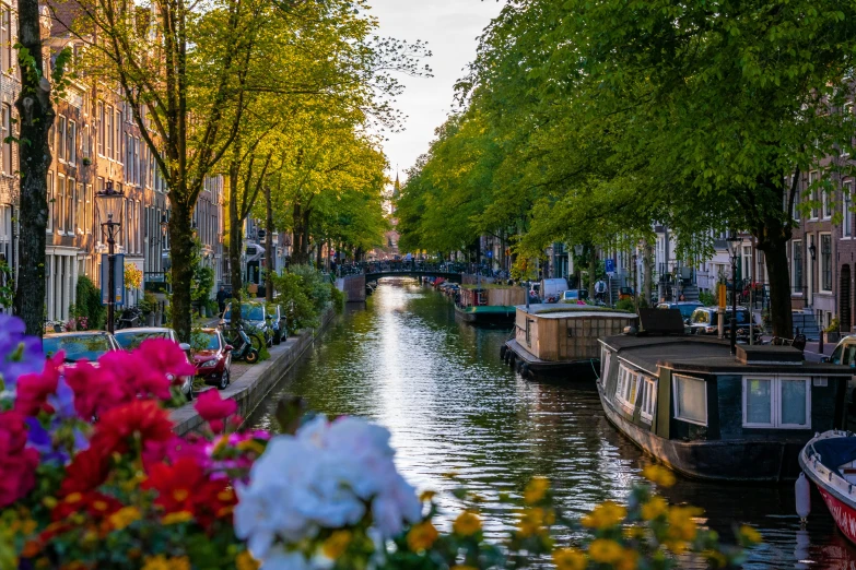 the trees are next to a boat on the water