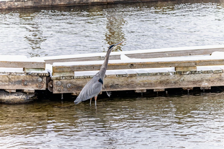 a crane standing in water near a pier