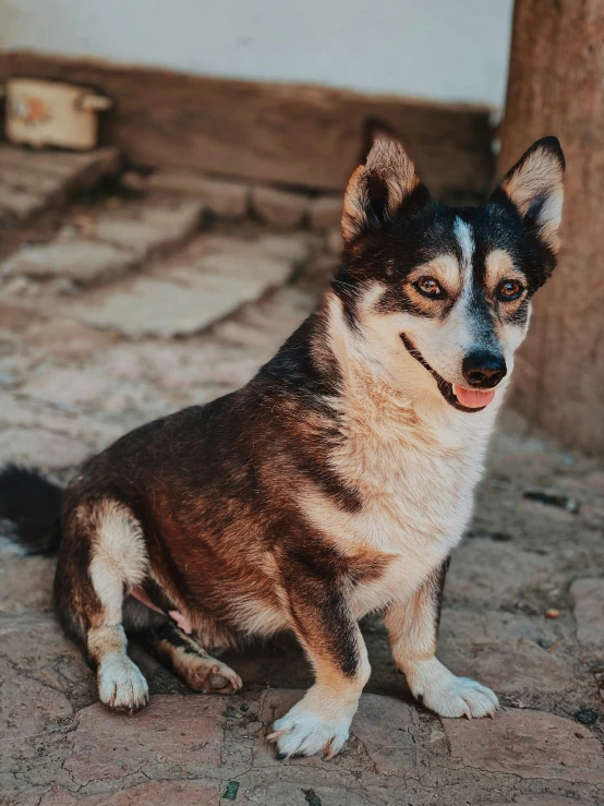 the dog is sitting and looking to its left