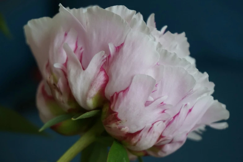 pink and white flowers with a dark blue background