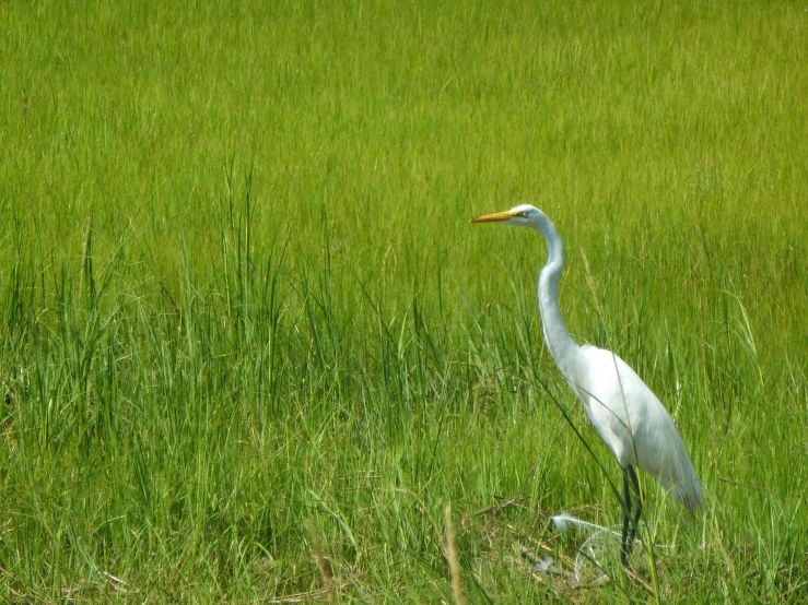 a white bird stands in some tall grass