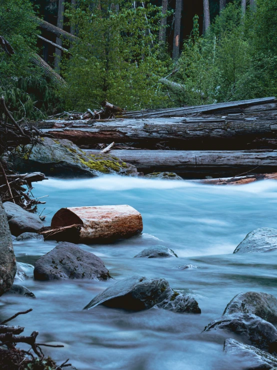 there is a log floating in the water