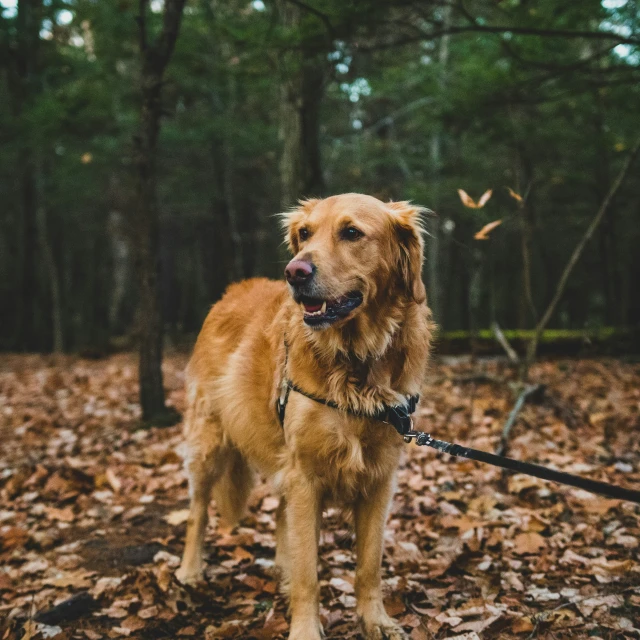 a close up of a dog on a leash in the woods