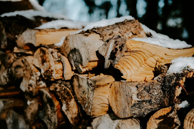 logs stacked in the middle of the woods in winter